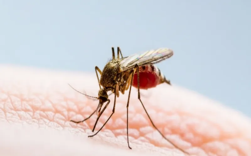 ডেঙ্গুতে আরও ৫ জনের মৃত্যু, হাসপাতালে ভর্তি ৬৬৮ জন