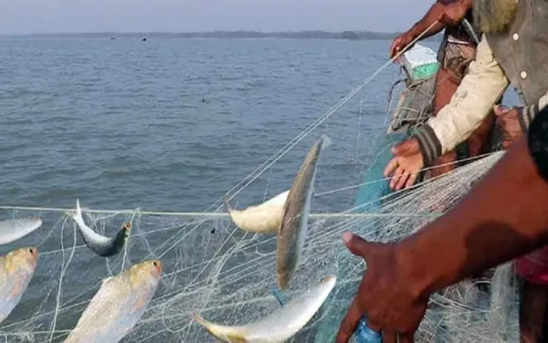 আজ থেকে জাটকা শিকারের ৮ মাসের নিষেধাজ্ঞা শুরু