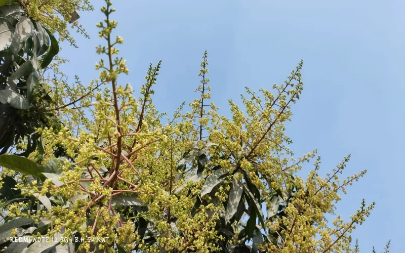 মিষ্টি আমের রাজধানী খ্যাত বাঘায় গাছে গাছে উঁকি দিচ্ছে মুকুল