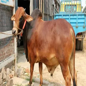 ব্রাহ্মণবাড়িয়ার কসবা উপজেলায় গবাদিপশুর খুরা রোগের প্রাদুর্ভাব, দিশেহারা খামারি ও কৃষক