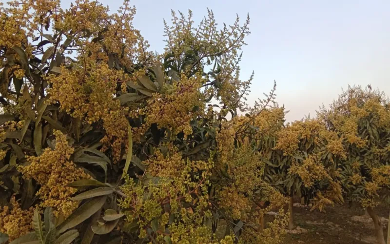 আমের বাণিজ্যিক রাজধানীখ্যাত সাপাহারে গাছে গাছে মুকুল, স্বপ্ন দেখছেন কৃষকেরা