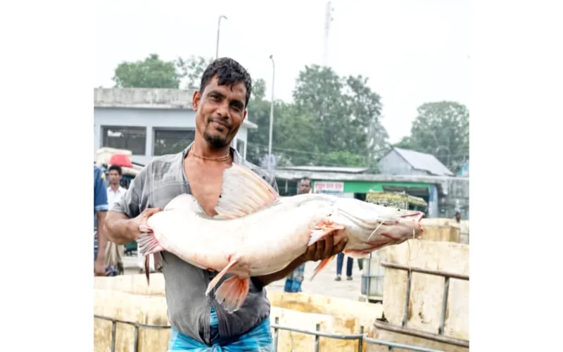 নাসিরনগর মৎস্য বাজারে নজর কাড়ল ১৪ কেজির আইড় মাছ