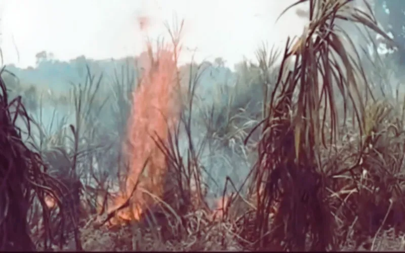 পঞ্চগড় চিনিকলের আখ ক্ষেতে অগ্নিকাণ্ড, পুড়েছে প্রায় ২ একর জমি