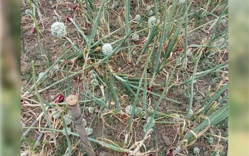 রাজবাড়ীতে রাতের আঁধারে দানা পেঁয়াজের ফুল কেটে দিল দুর্বৃত্তরা