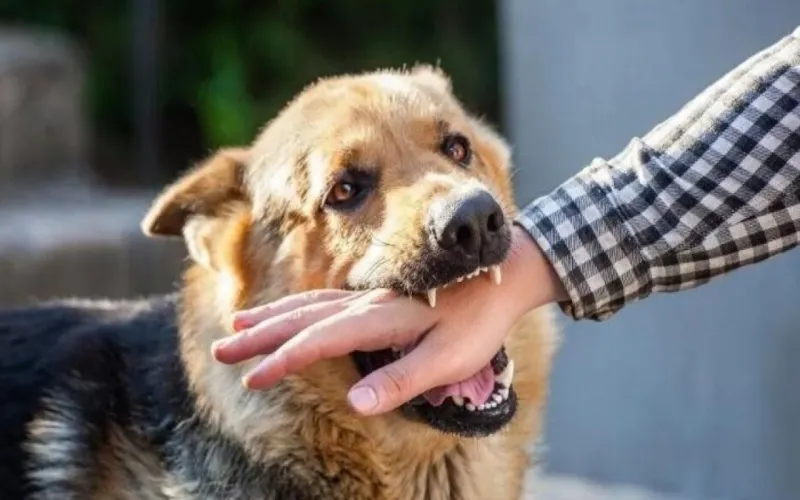 নীলফামারীতে পাগলা’ কুকুরের তাণ্ডব  শিশুসহ আহত ১৪, হাসপাতালে নেই ভ্যাকসিন