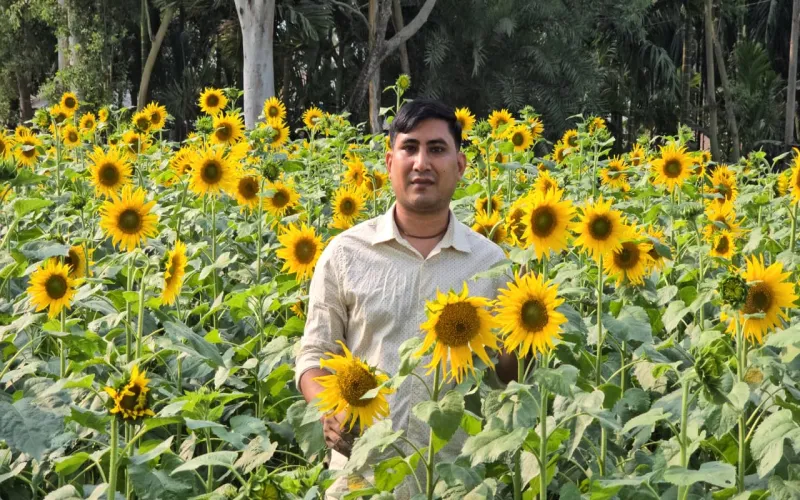সূর্যমুখী চাষে সম্ভাবনার আলো দেখছেন জ্যোতি সরকার