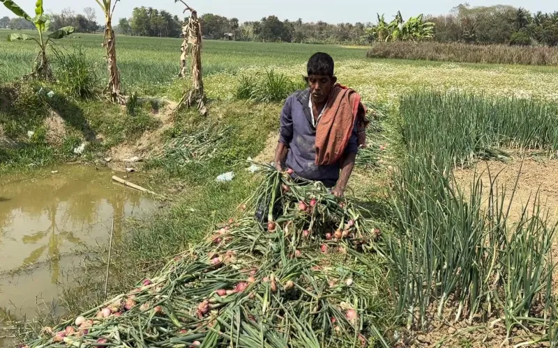 রাজবাড়ীতে রাতের আঁধারে কৃষকের রসুন–পেঁয়াজ নষ্ট করে পুকুরে ফেলে দিল দুর্বৃত্তরা